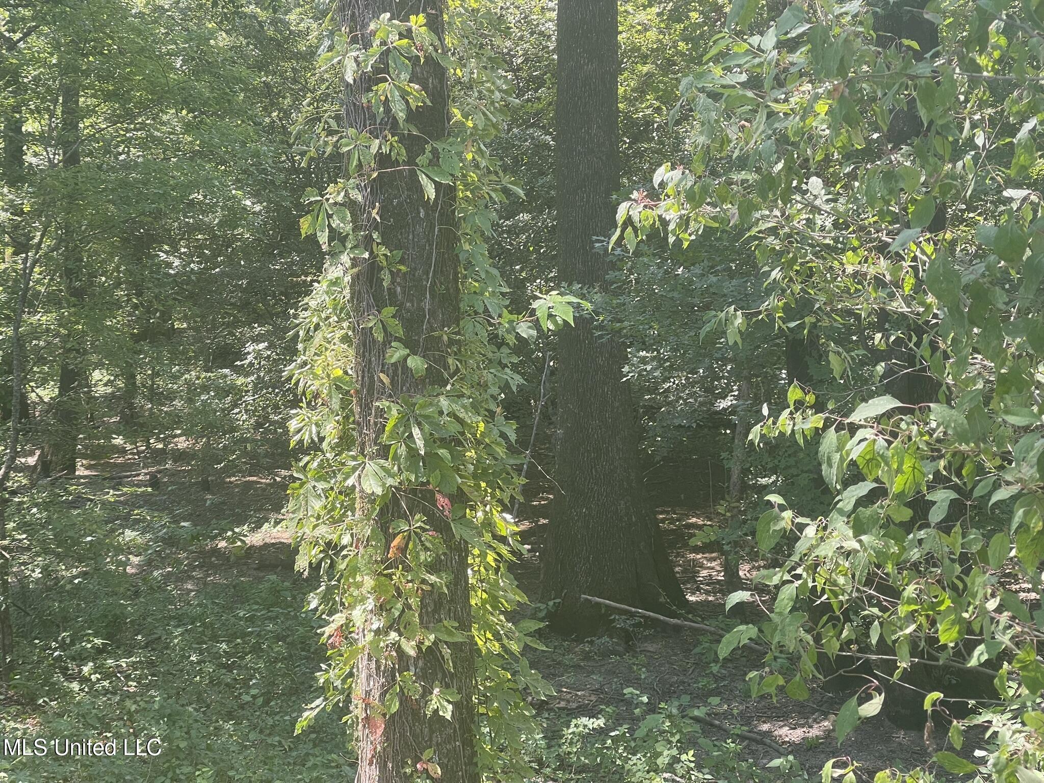 Bolivar Road Benoit, MS 38725 - Photo 108 of 112 IMG_5106