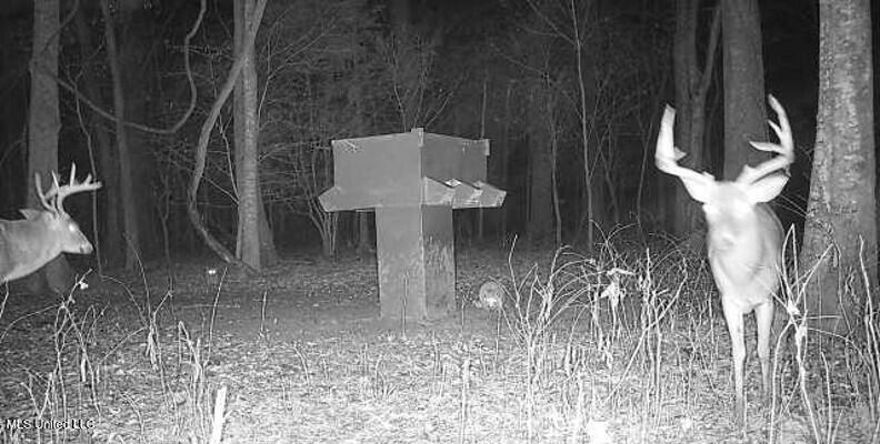 Bolivar Road Benoit, MS 38725 - Photo 112 of 112 Deer Trail Cam Cropped