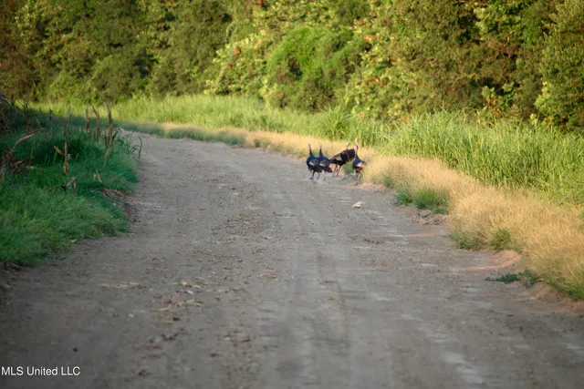 $1,250,000 | Bolivar Road, Benoit, MS 38725