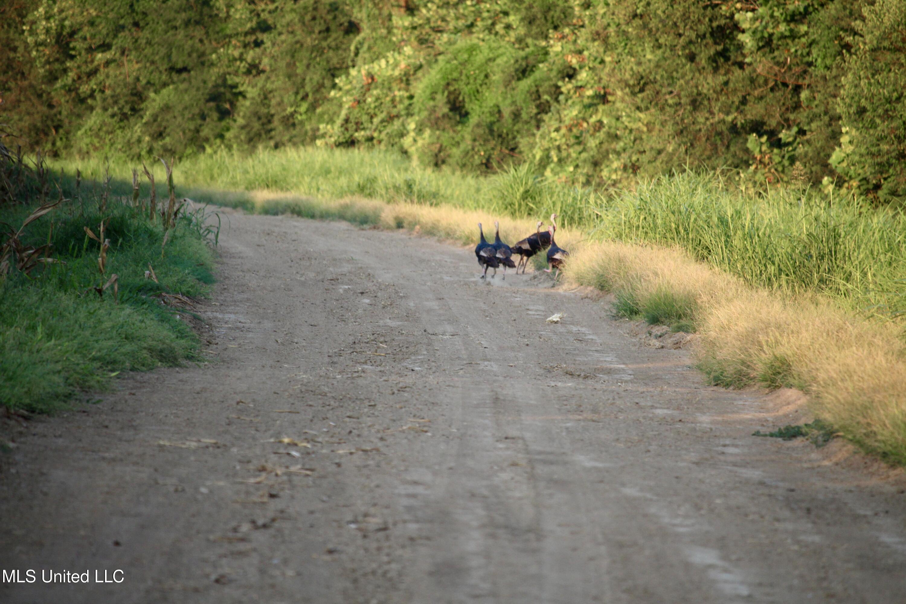 Bolivar Road Benoit, MS 38725 - Photo 27 of 112 IMG_0358