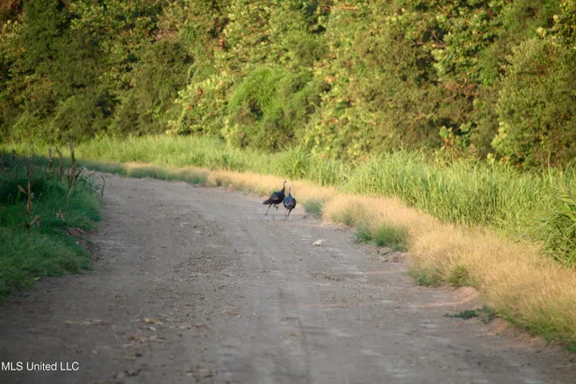 $1,250,000 | Bolivar Road, Benoit, MS 38725