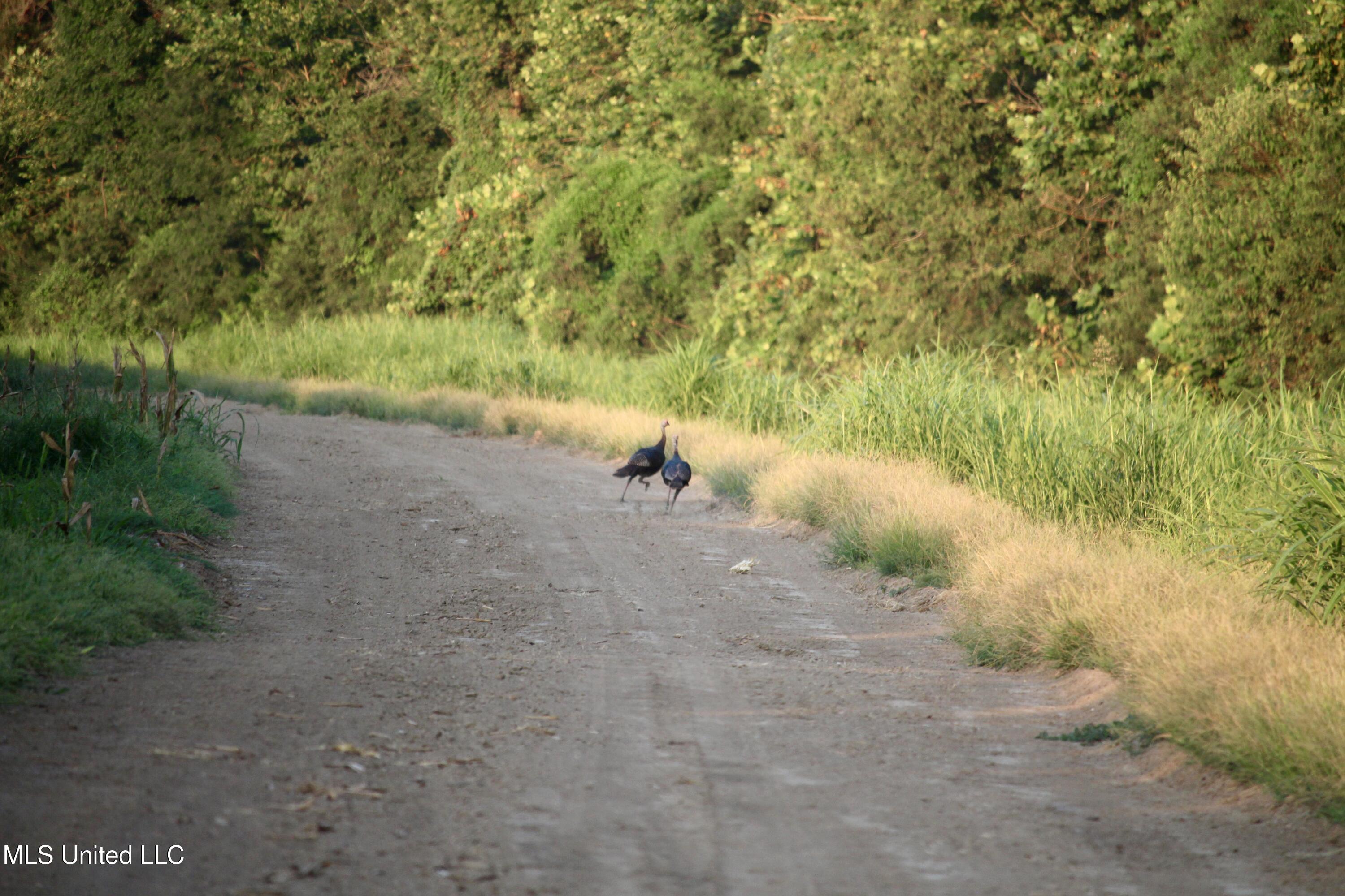 Bolivar Road Benoit, MS 38725 - Photo 29 of 112 IMG_0360