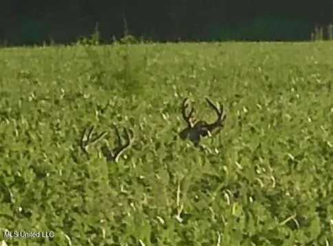 $1,250,000 | Bolivar Road, Benoit, MS 38725