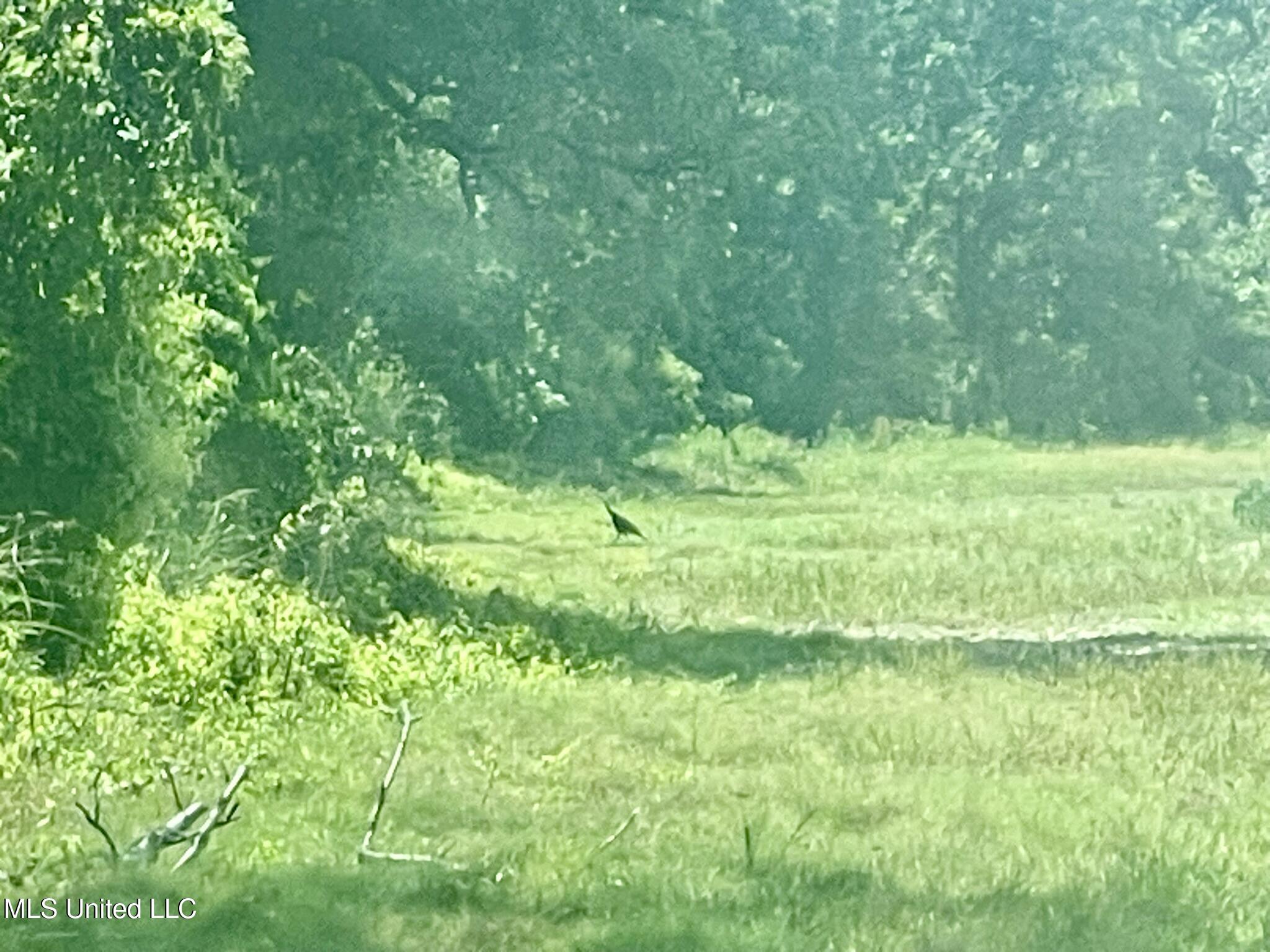 Bolivar Road Benoit, MS 38725 - Photo 33 of 112 IMG_5114