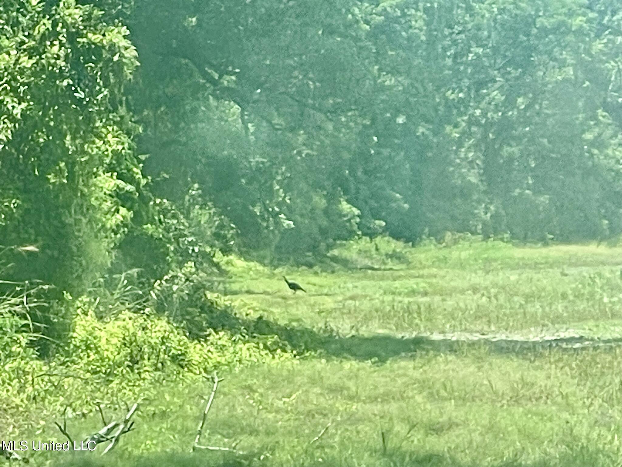 Bolivar Road Benoit, MS 38725 - Photo 34 of 112 IMG_5115