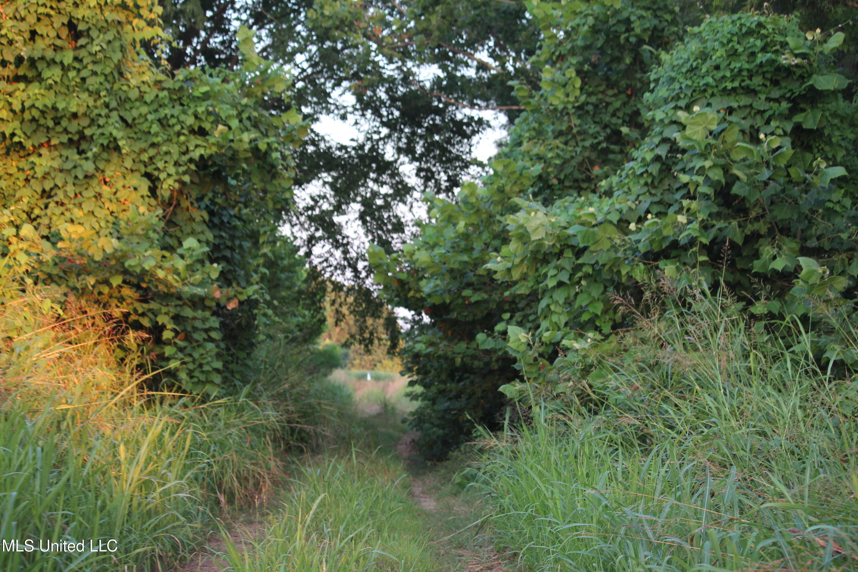 Bolivar Road Benoit, MS 38725 - Photo 37 of 112 IMG_0362