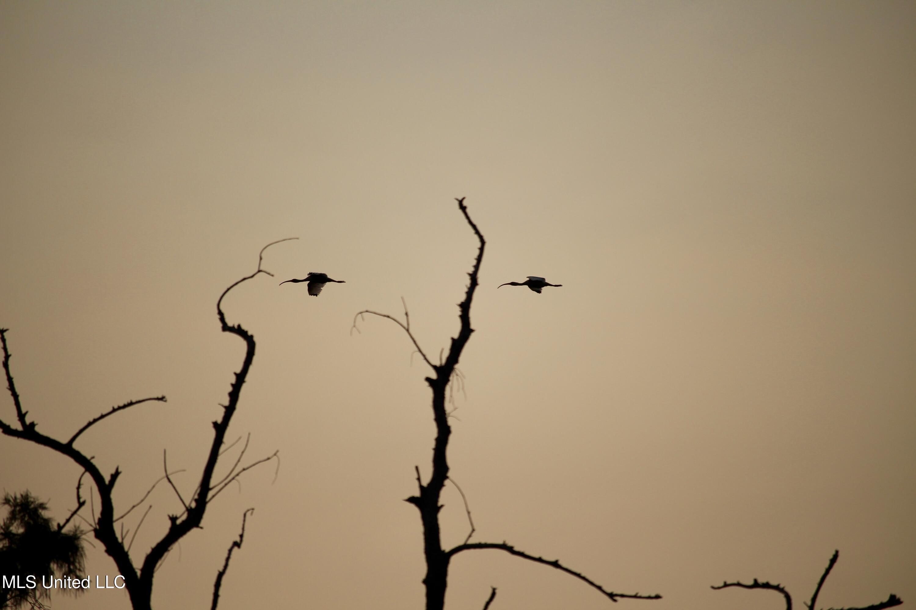 Bolivar Road Benoit, MS 38725 - Photo 80 of 112 IMG_0434