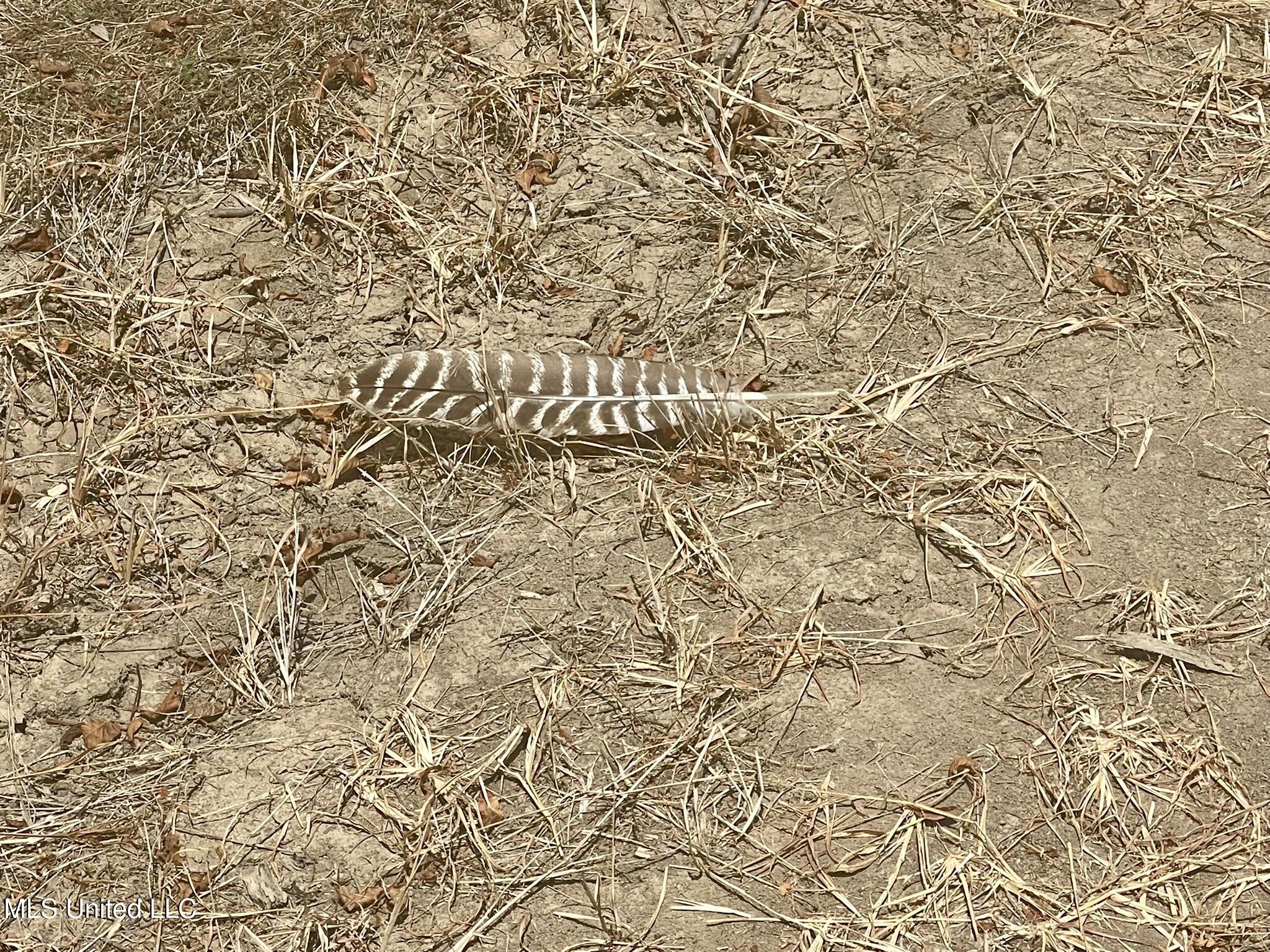Bolivar Road Benoit, MS 38725 - Photo 94 of 112 IMG_5108