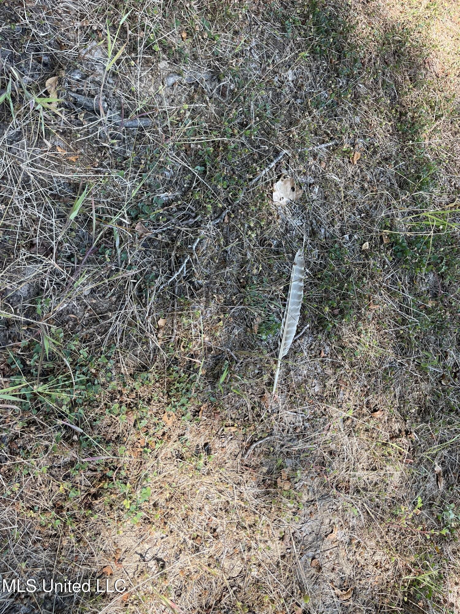 Bolivar Road Benoit, MS 38725 - Photo 96 of 112 IMG_5104