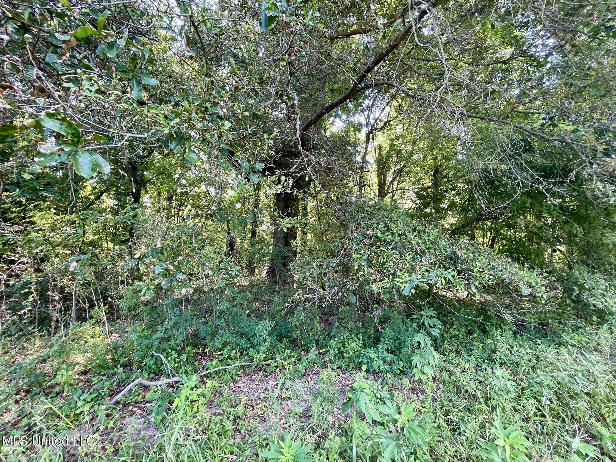 Bolivar Road Benoit, MS 38725 - Photo 97 of 112 IMG_5089