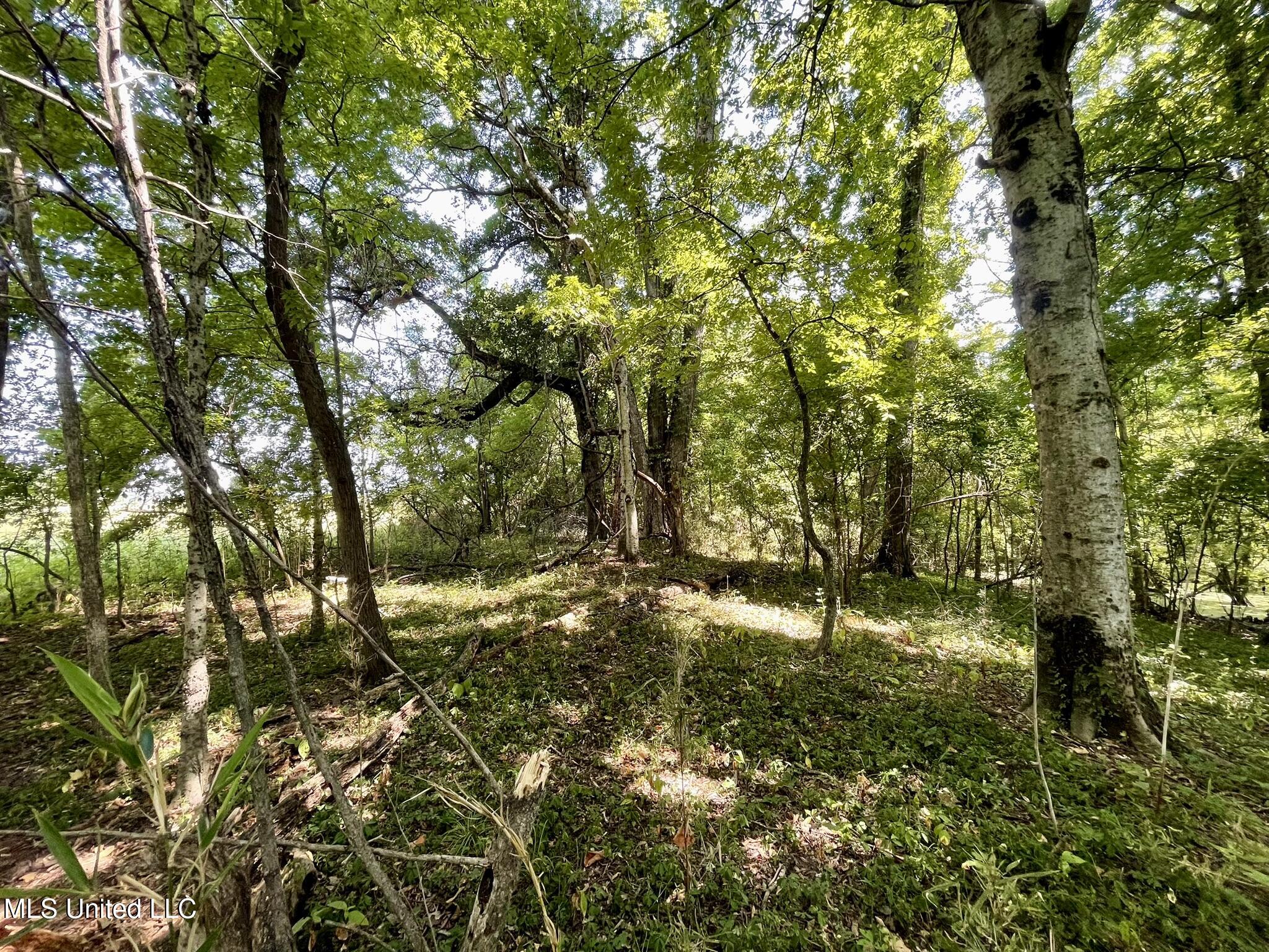 Bolivar Road Benoit, MS 38725 - Photo 99 of 112 IMG_5091