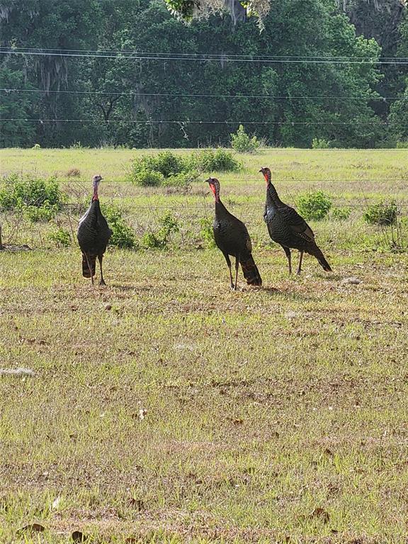 34868 Prospect Road Dade City, FL 33525 - Photo 11 of 95