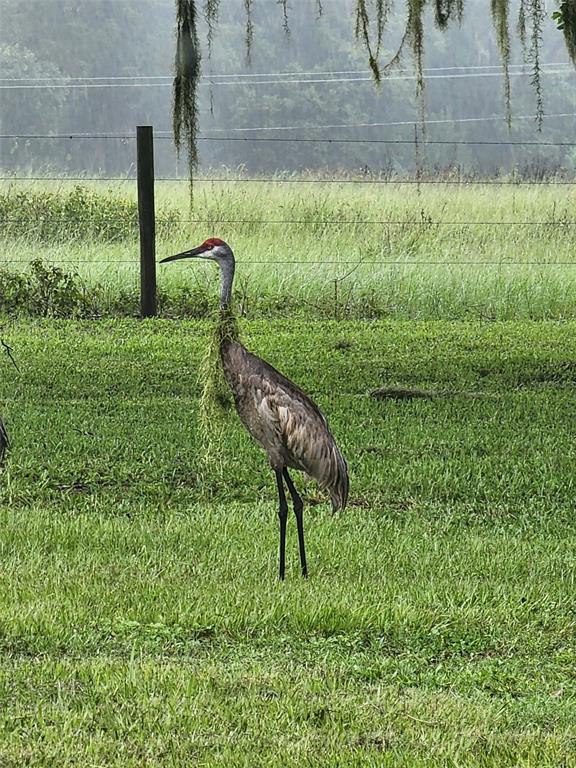 34868 Prospect Road Dade City, FL 33525 - Photo 12 of 95