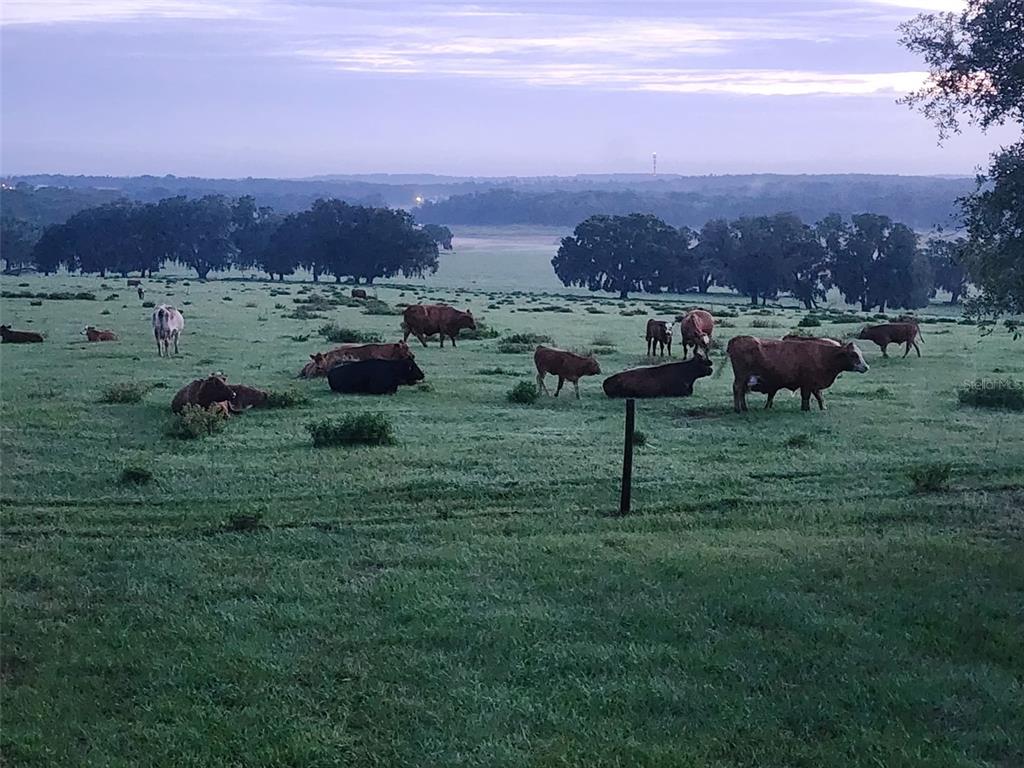 34868 Prospect Road Dade City, FL 33525 - Photo 10 of 95