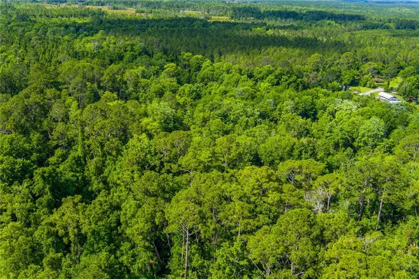 a view of a field with a tree