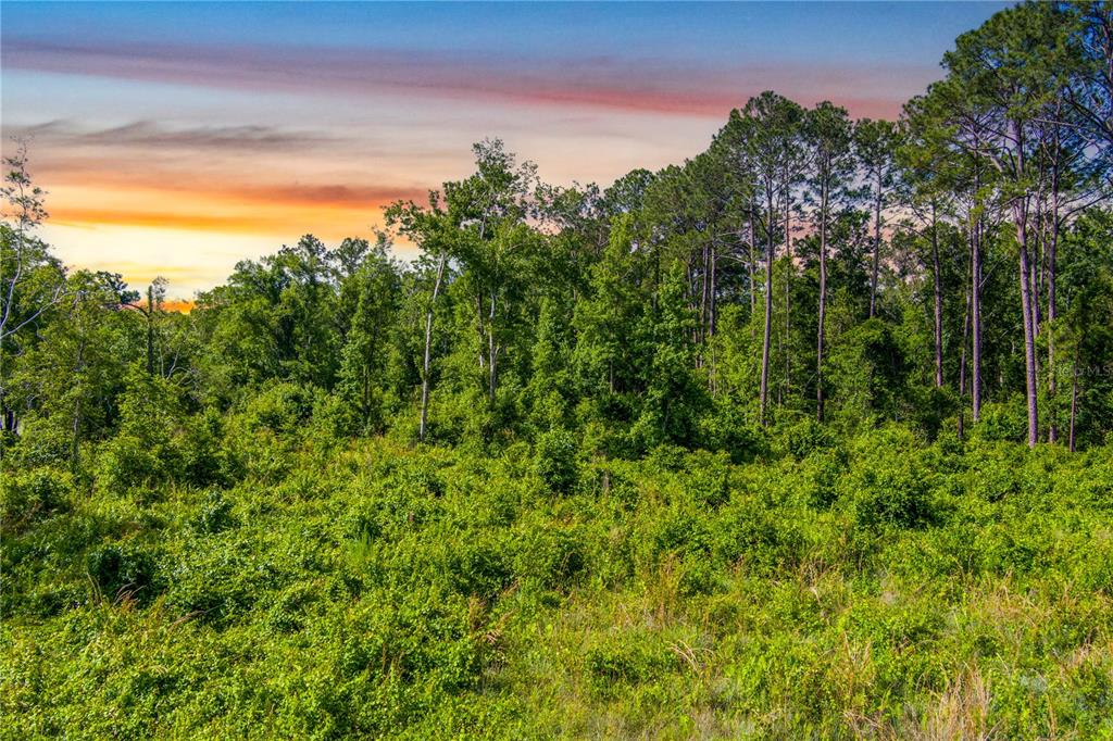 3201 Raulerson Road East St. Augustine, FL 32092 - Photo 6 of 14 a view of a field with a tree