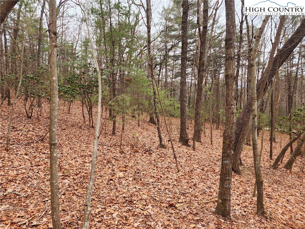 a view of a yard with large trees