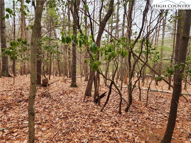 a view of a yard with lots of trees