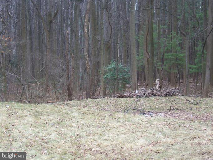 102 Norwood Road Silver Spring, MD 20905 - Photo 2 of 11 Wooded View / Acreage