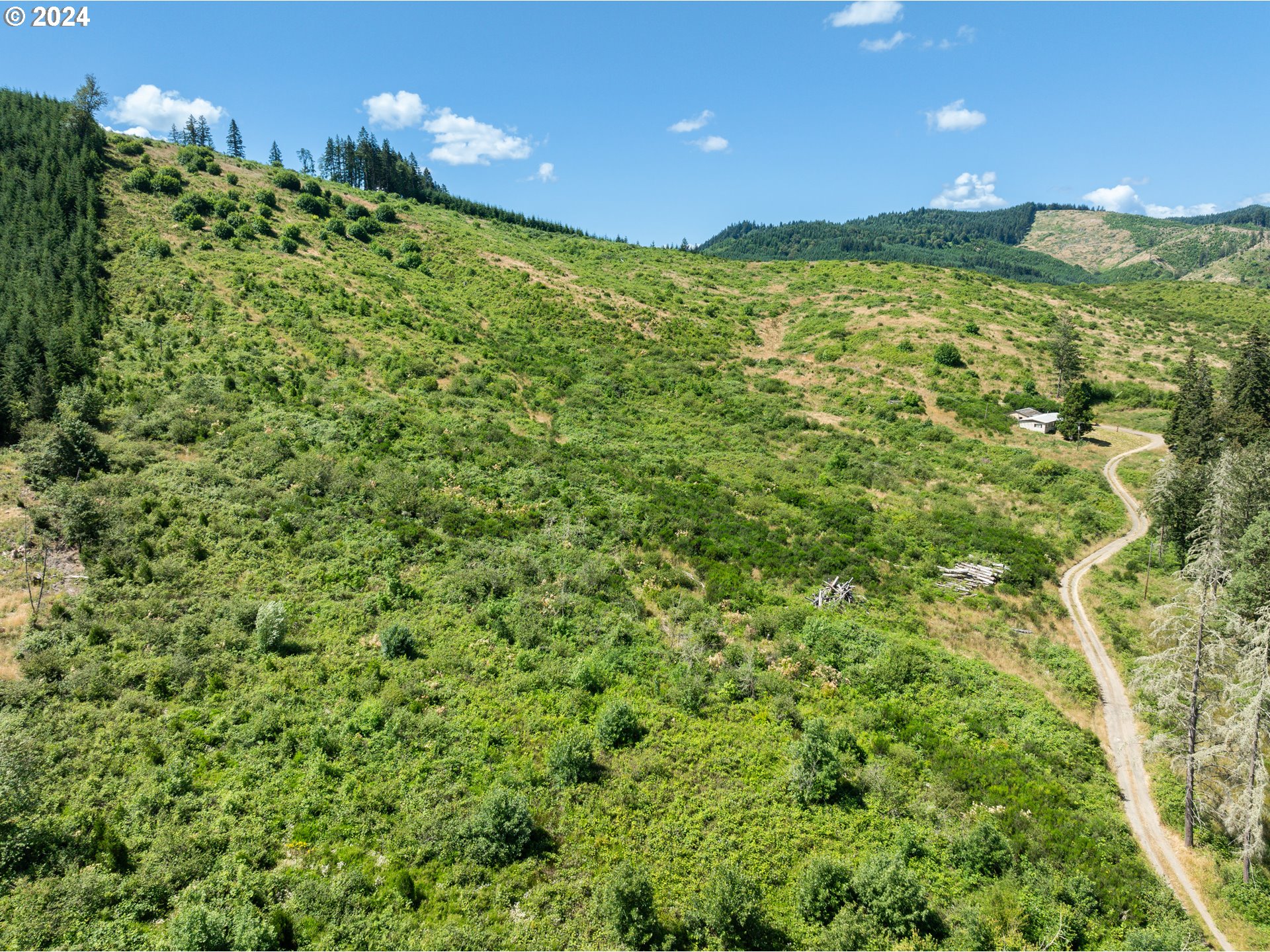 699 Cox Road Yoncalla, OR 97499 - Photo 12 of 35 a view of a lush green forest with lots of trees