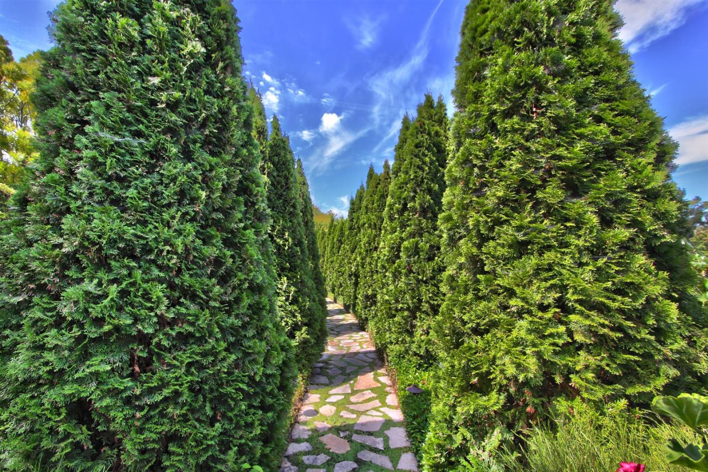 24289 Hillview Road Los Altos Hills, CA 94024 - Photo 31 of 32 a view of a yard with plants