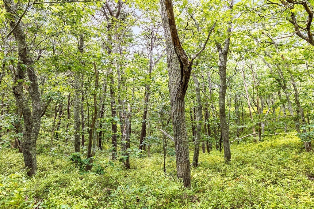 35 A Higgins Hollow Road Truro, MA 02666 - Photo 8 of 8