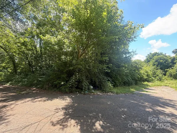 a view of a yard with plants and large trees