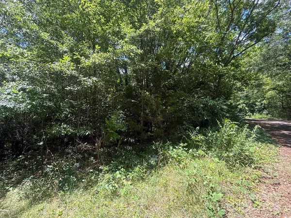 a view of a forest with a tree
