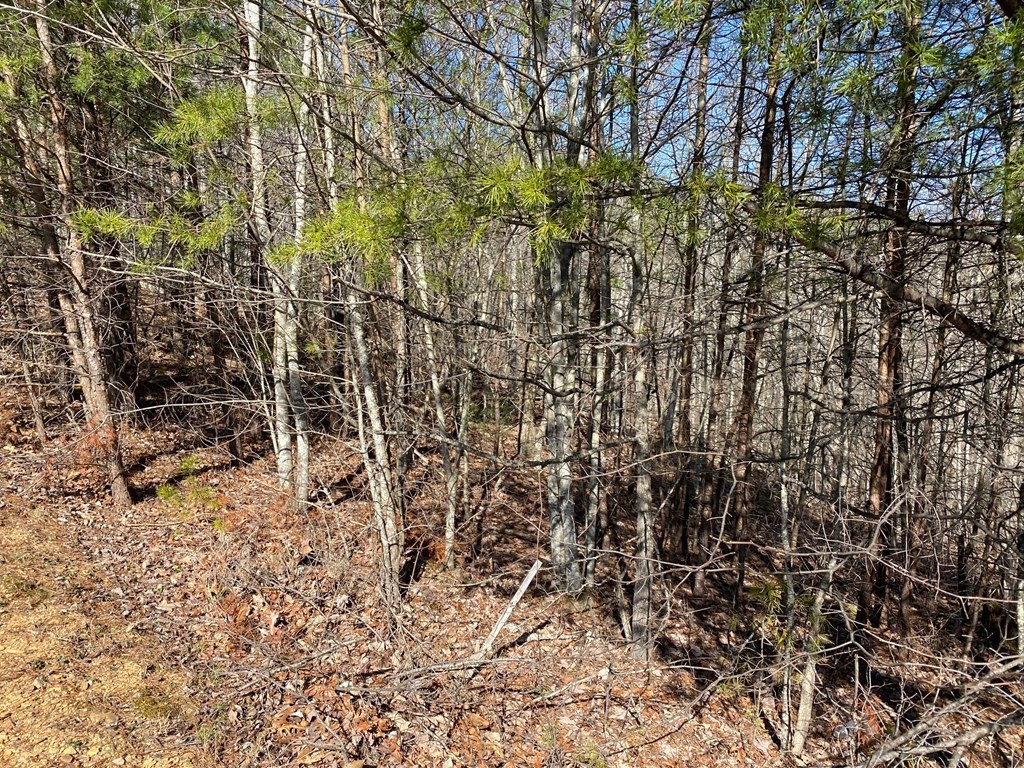 1706 Pinestand Rdg Way Sevierville, TN 37862 - Photo 6 of 8