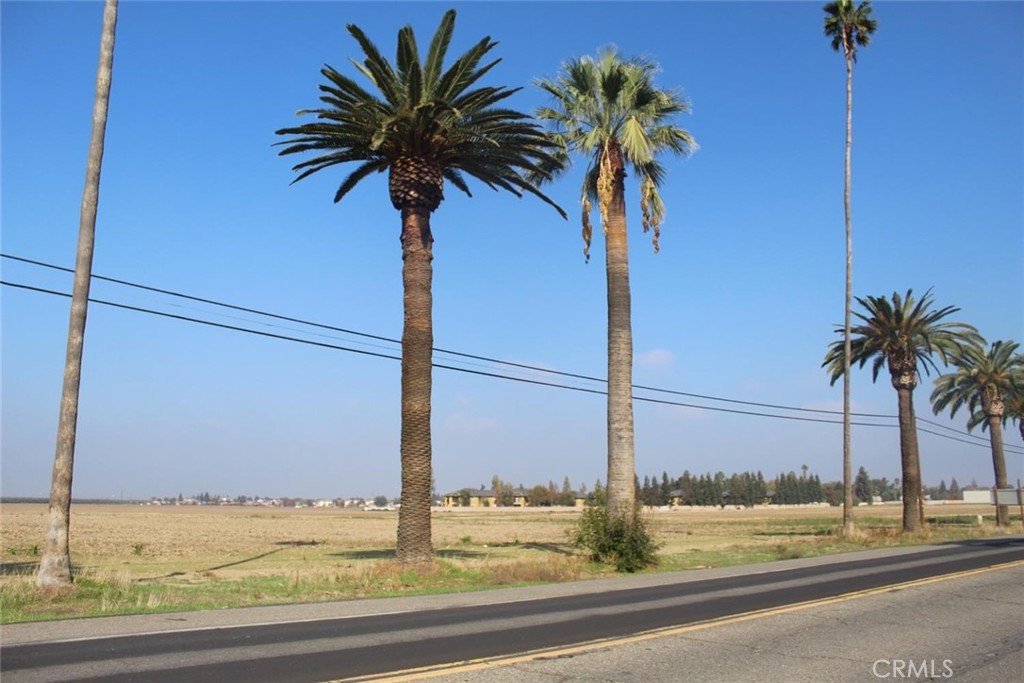 a view of a palm and palm trees