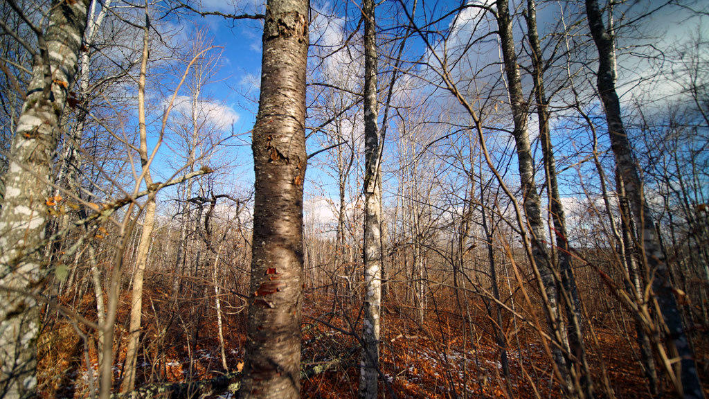 Lot 4.1 Lawlor Ridge Road Benedicta, ME 04733 - Photo 27 of 48 benedicta-me-land-9