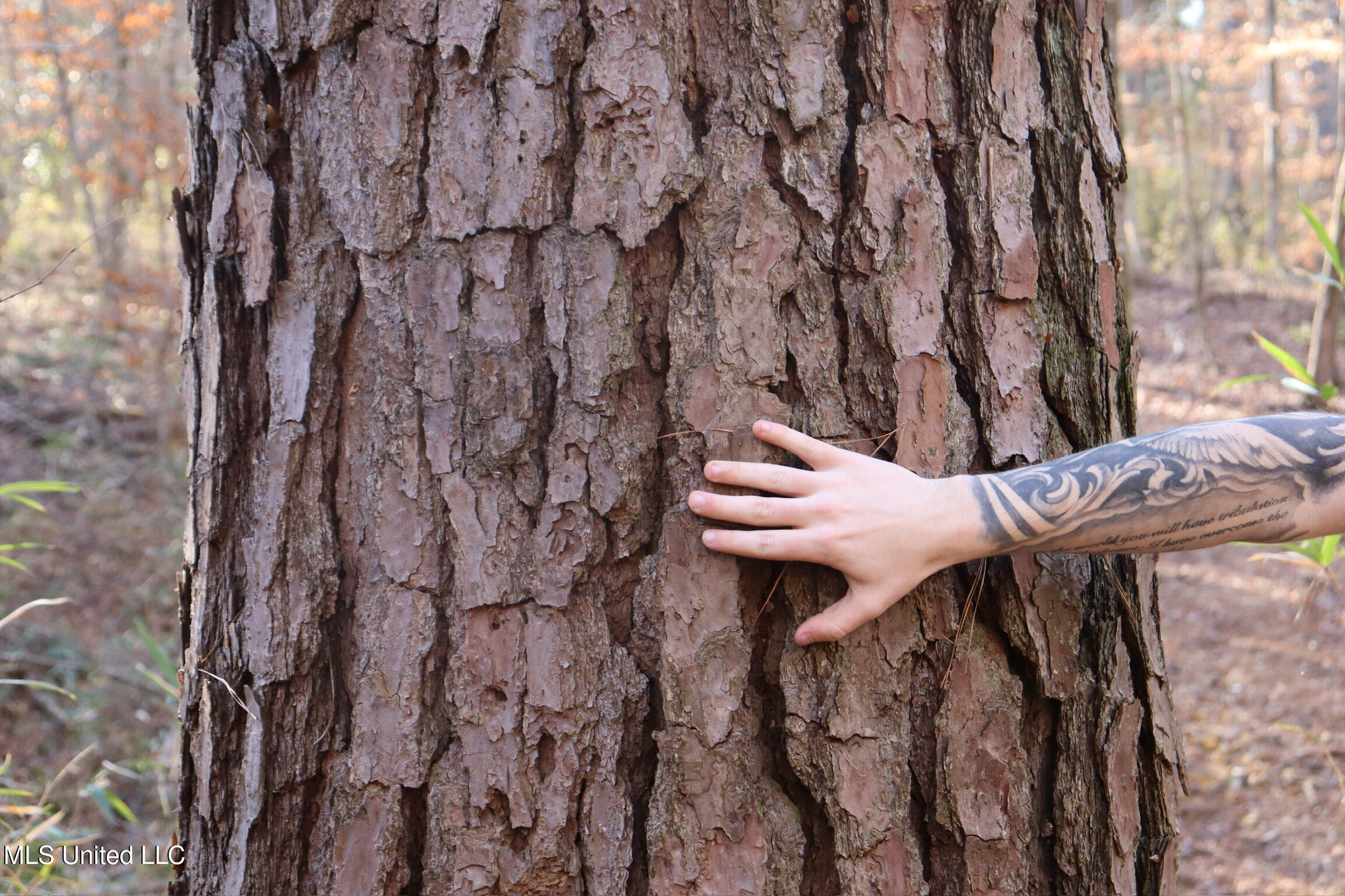 1992 Peavy Road South Chunky, MS 39323 - Photo 52 of 80 IMG_4531