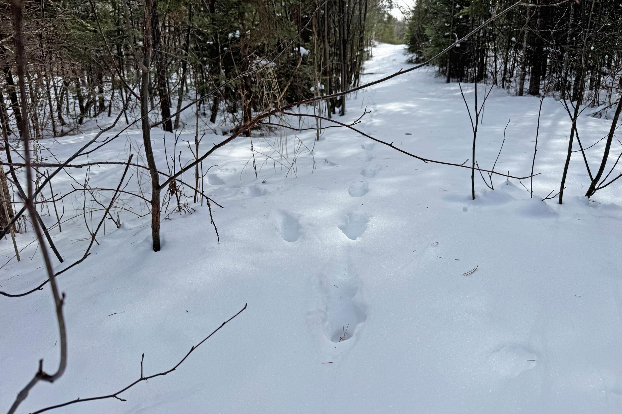 4268 Crane Lake Road Orr, MN 55771 - Photo 17 of 47