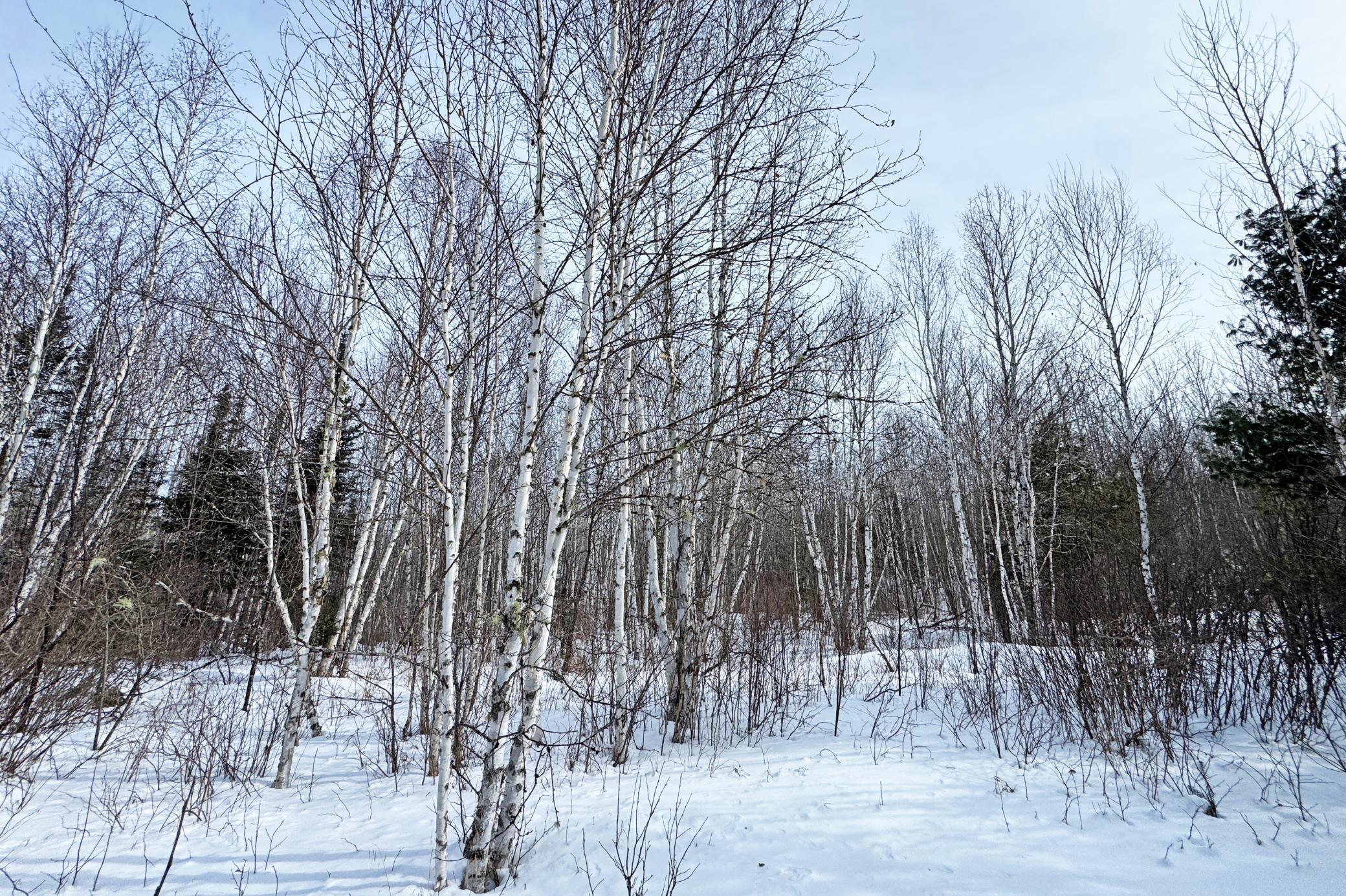 4268 Crane Lake Road Orr, MN 55771 - Photo 19 of 47