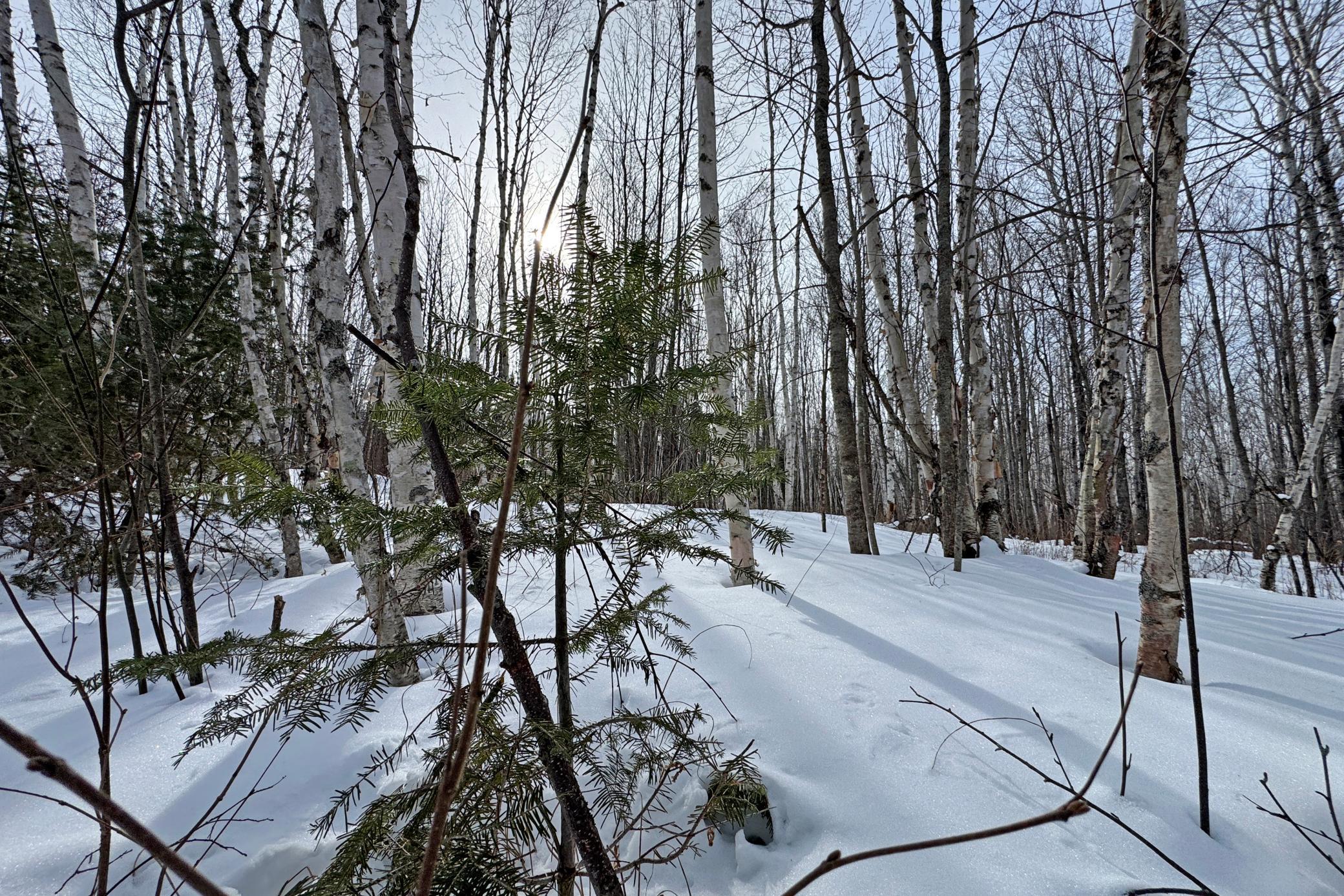 4268 Crane Lake Road Orr, MN 55771 - Photo 22 of 47