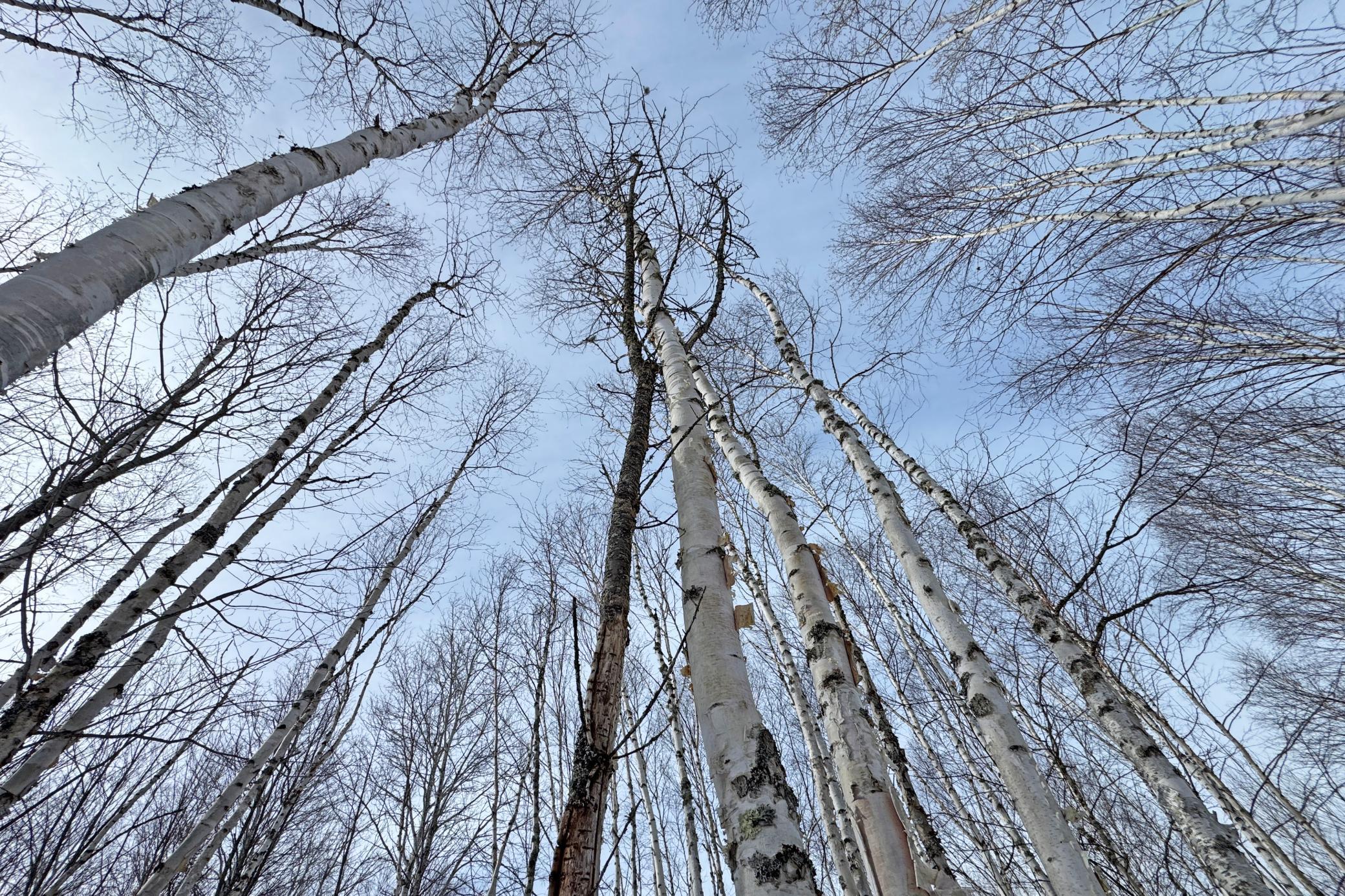 4268 Crane Lake Road Orr, MN 55771 - Photo 23 of 47