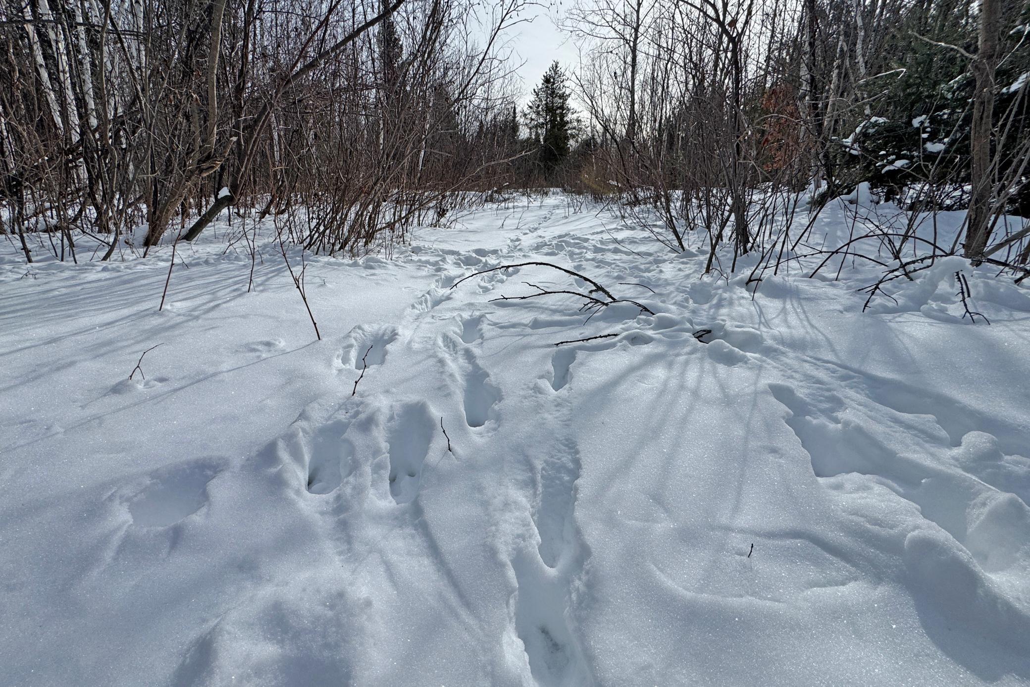4268 Crane Lake Road Orr, MN 55771 - Photo 25 of 47