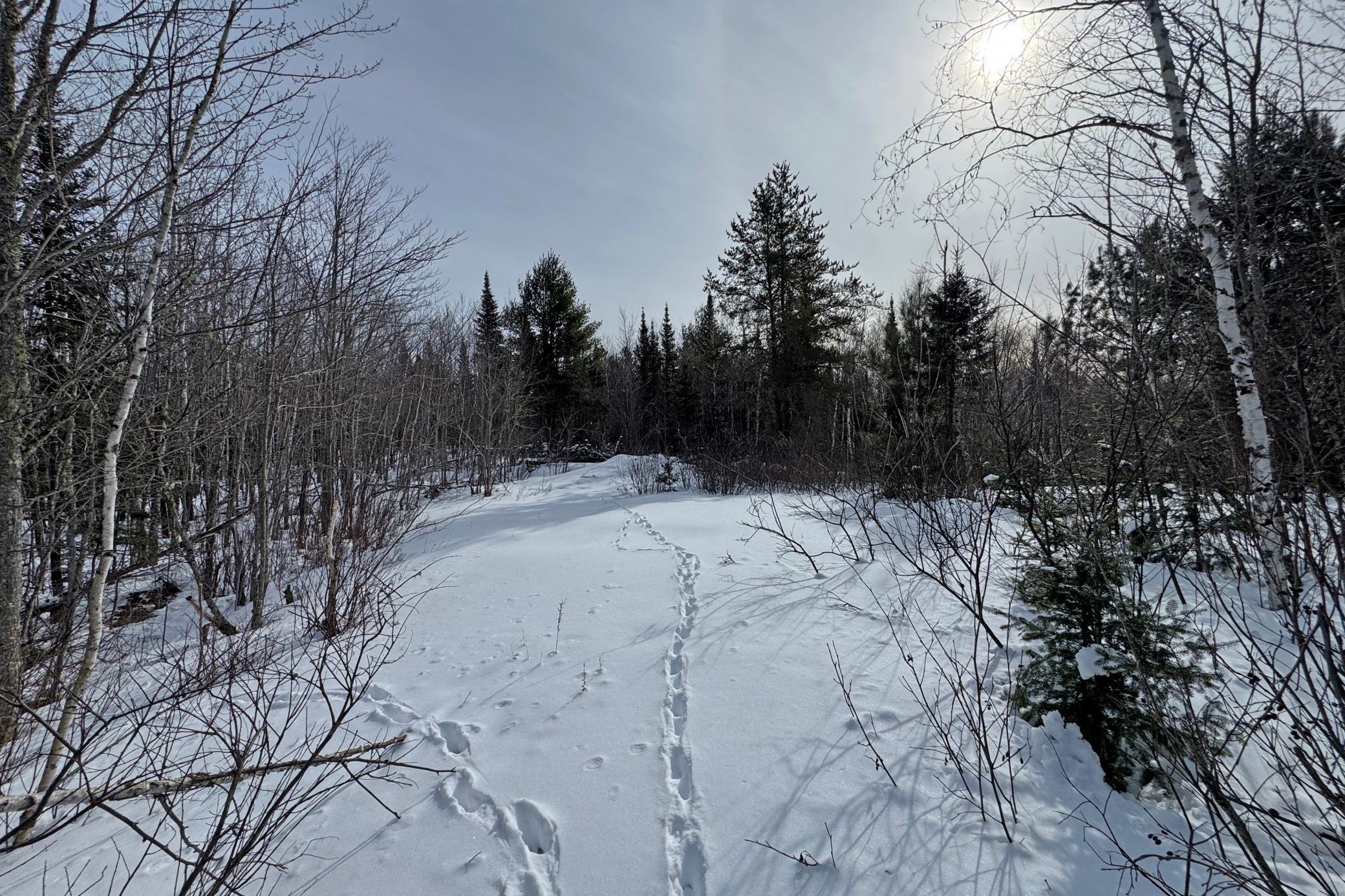 4268 Crane Lake Road Orr, MN 55771 - Photo 26 of 47