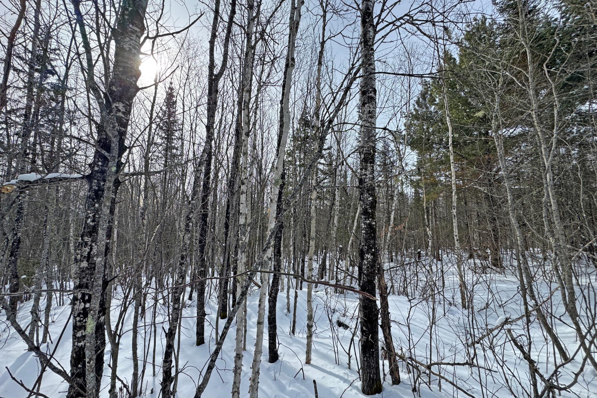 4268 Crane Lake Road Orr, MN 55771 - Photo 29 of 47