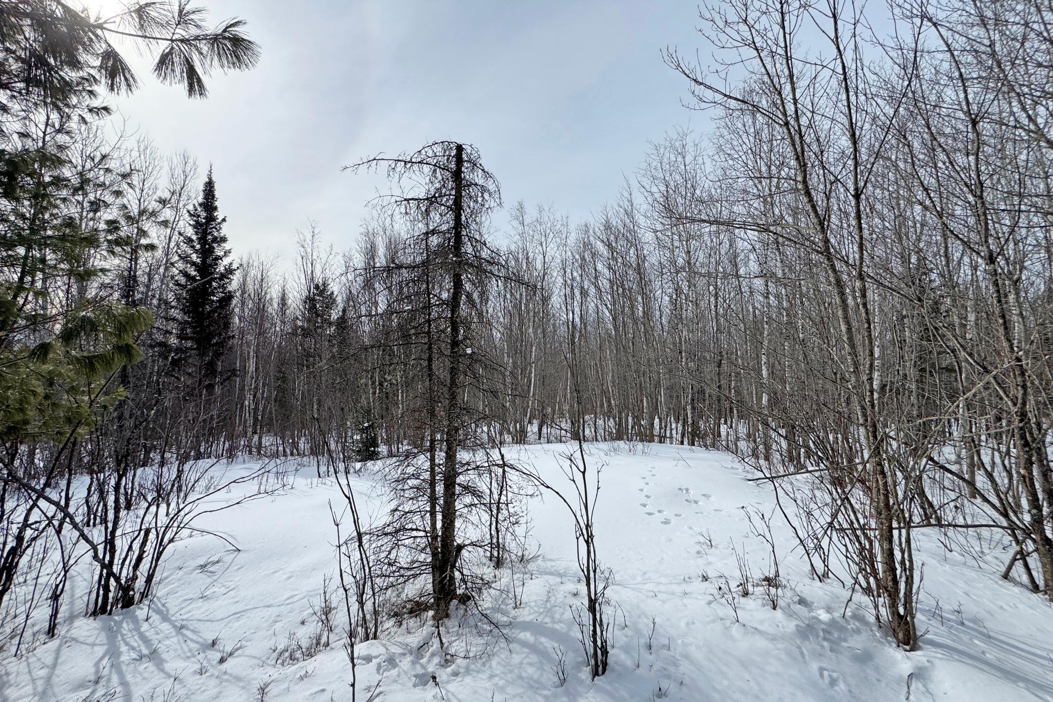 4268 Crane Lake Road Orr, MN 55771 - Photo 31 of 47