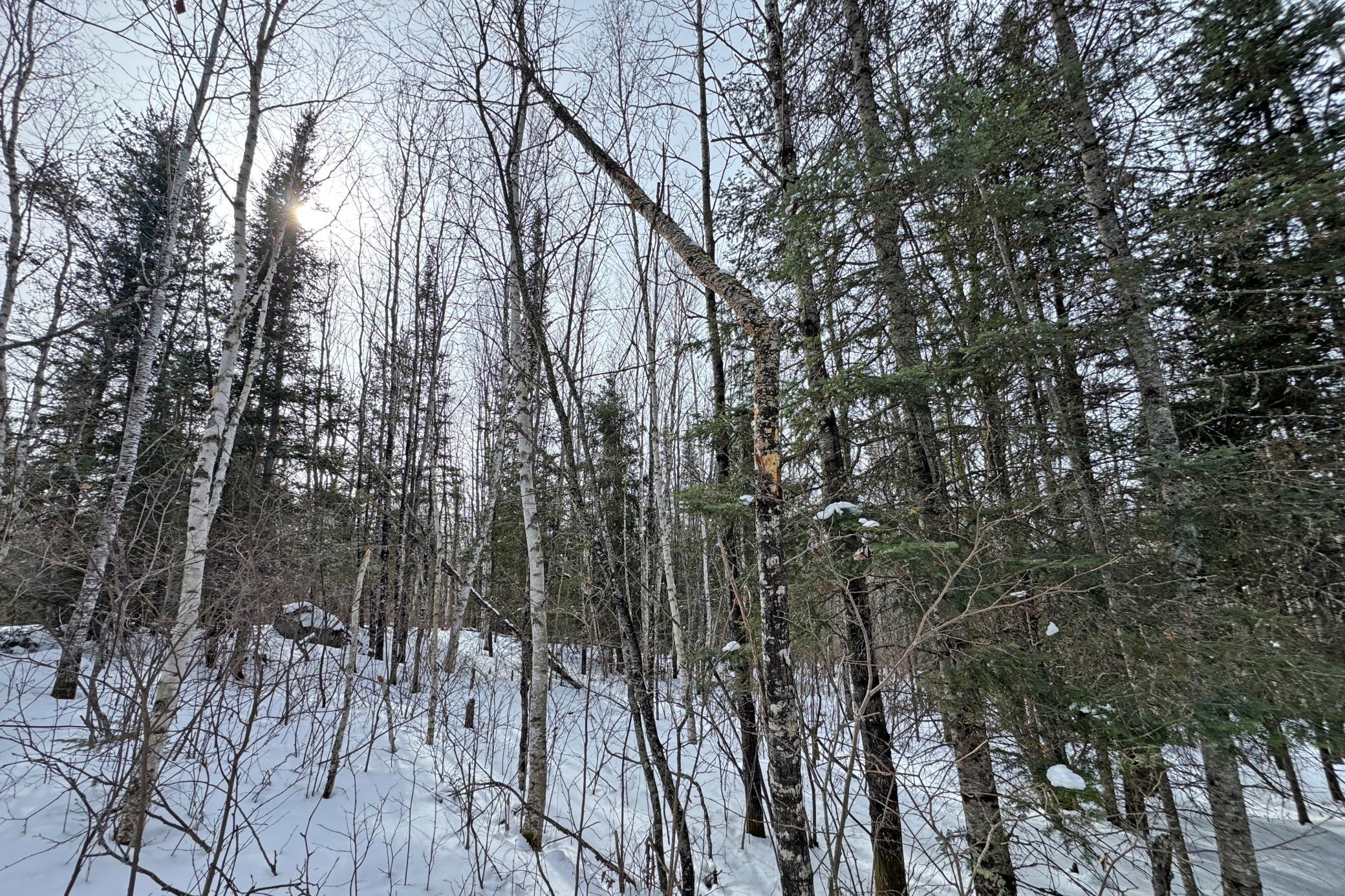 4268 Crane Lake Road Orr, MN 55771 - Photo 32 of 47