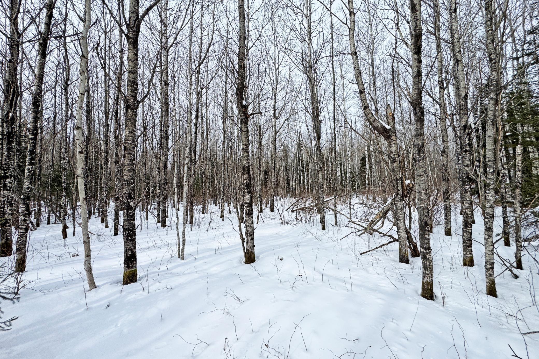 4268 Crane Lake Road Orr, MN 55771 - Photo 34 of 47