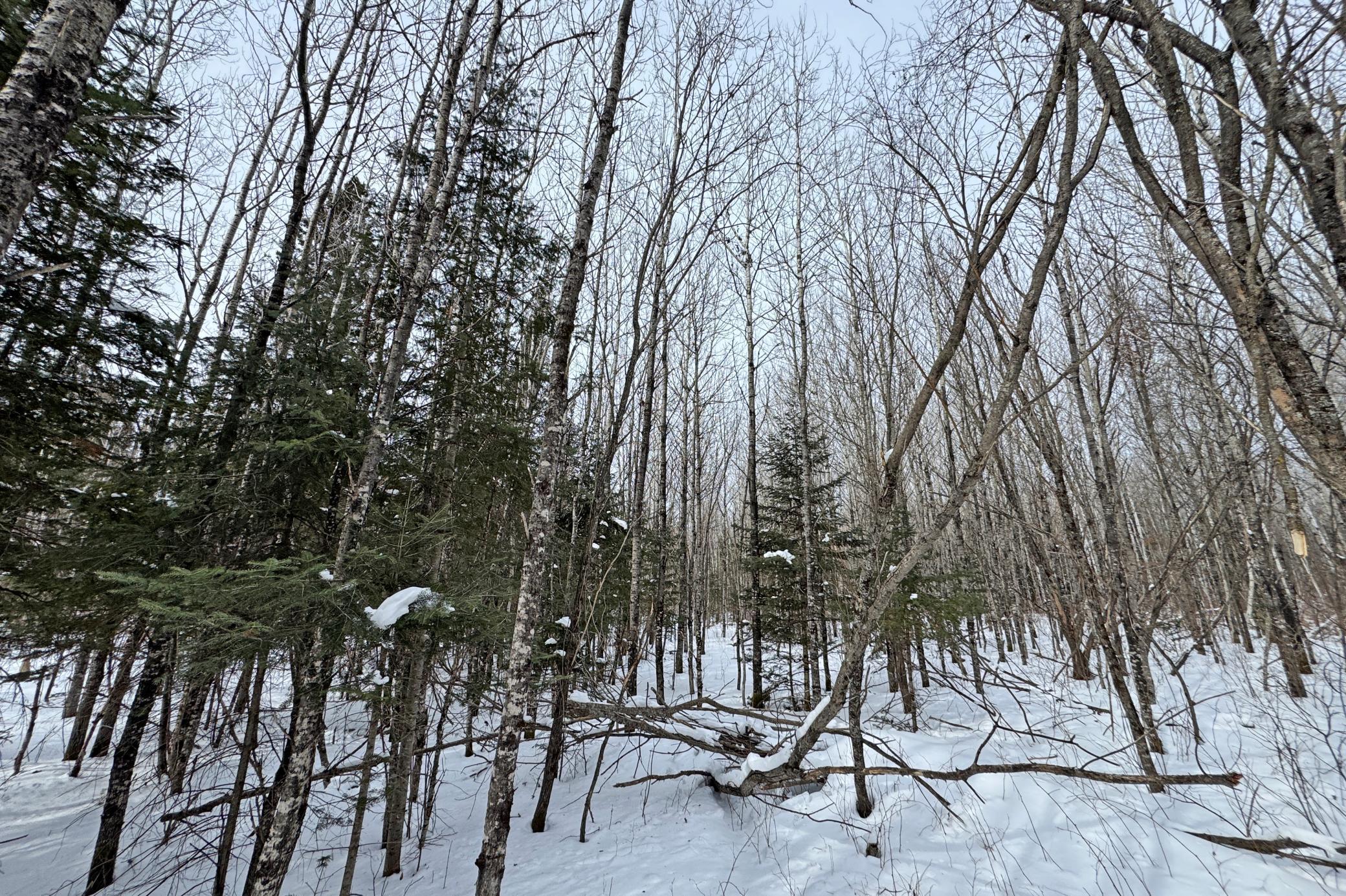 4268 Crane Lake Road Orr, MN 55771 - Photo 35 of 47