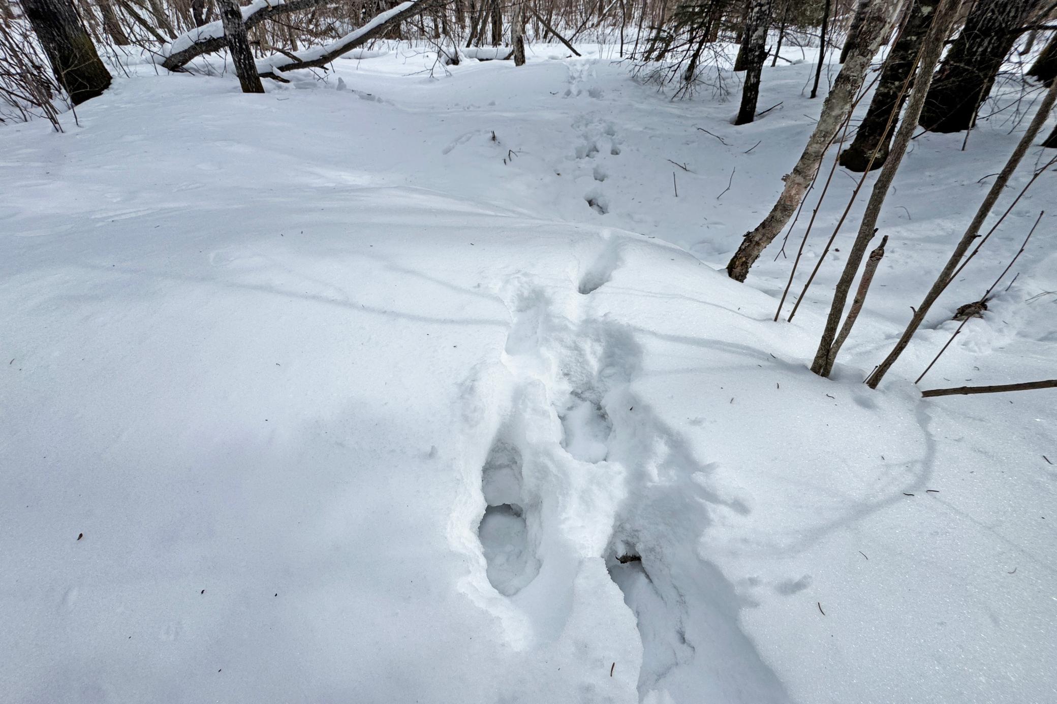 4268 Crane Lake Road Orr, MN 55771 - Photo 36 of 47