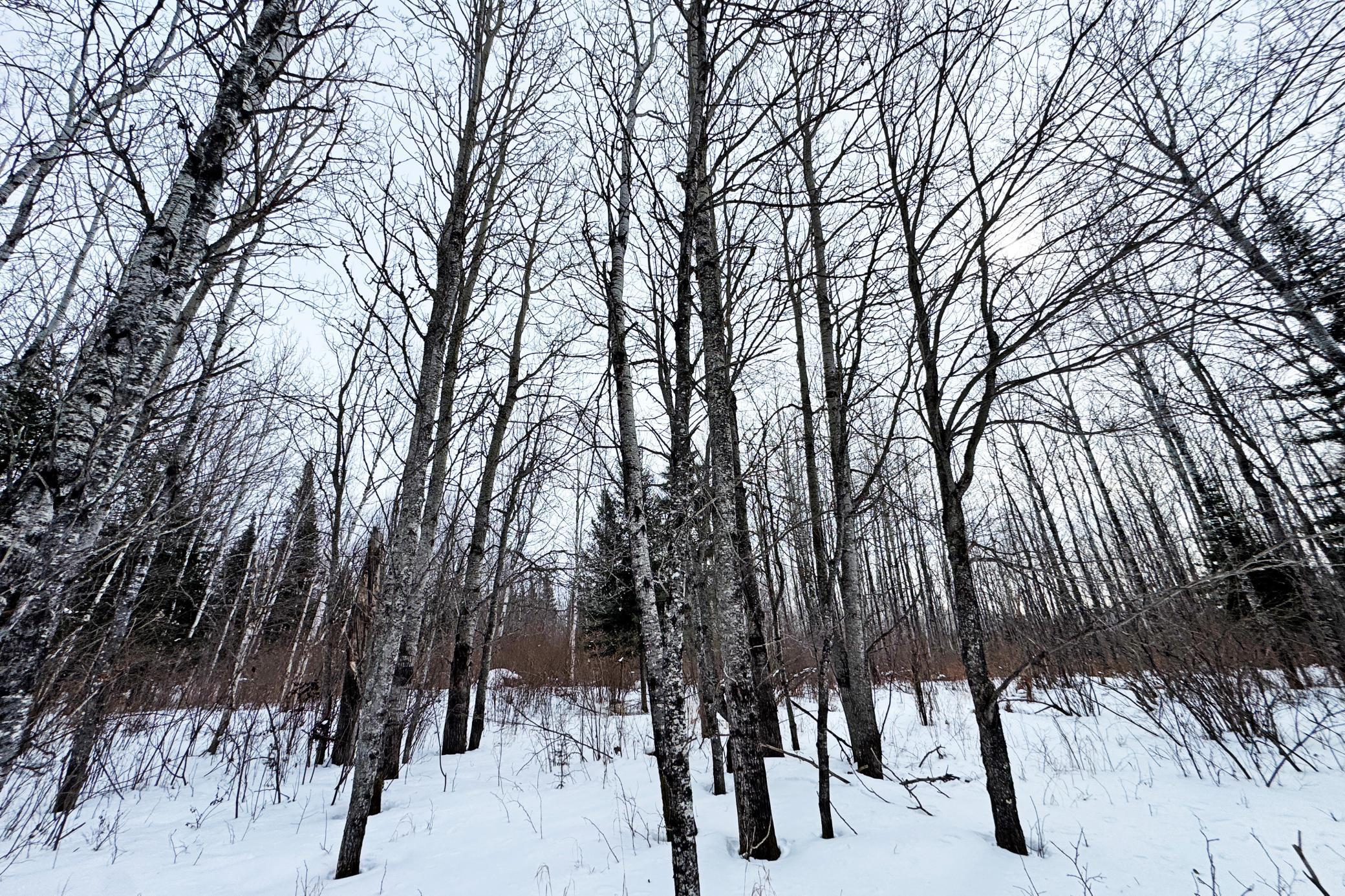 4268 Crane Lake Road Orr, MN 55771 - Photo 37 of 47