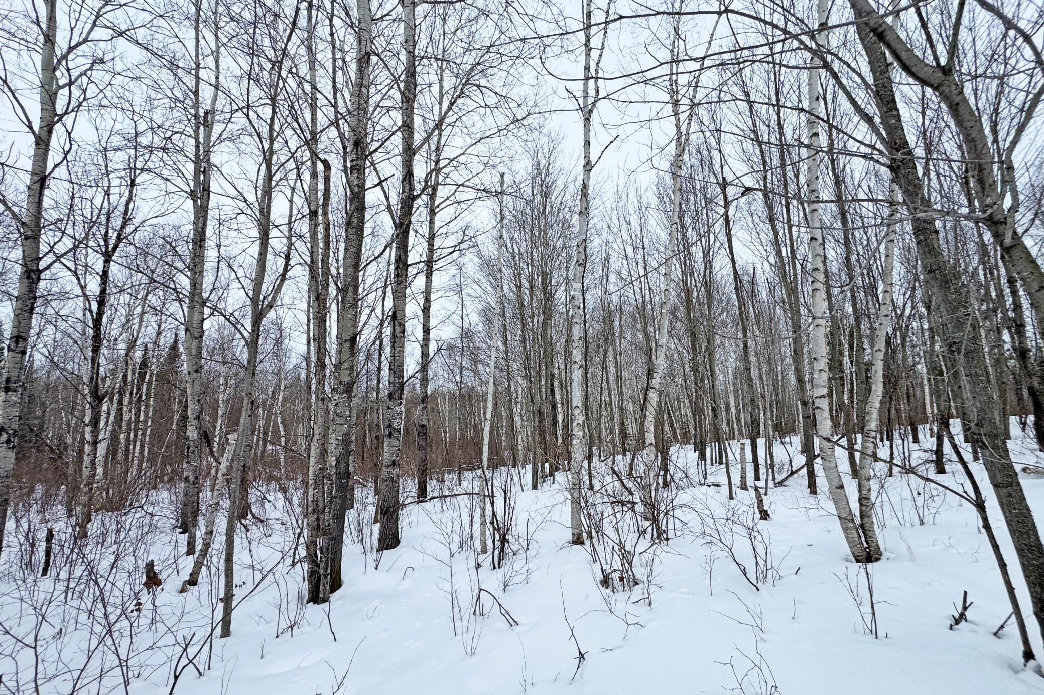 4268 Crane Lake Road Orr, MN 55771 - Photo 38 of 47