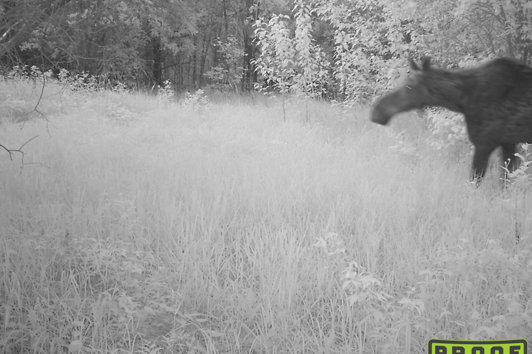 4268 Crane Lake Road Orr, MN 55771 - Photo 39 of 47