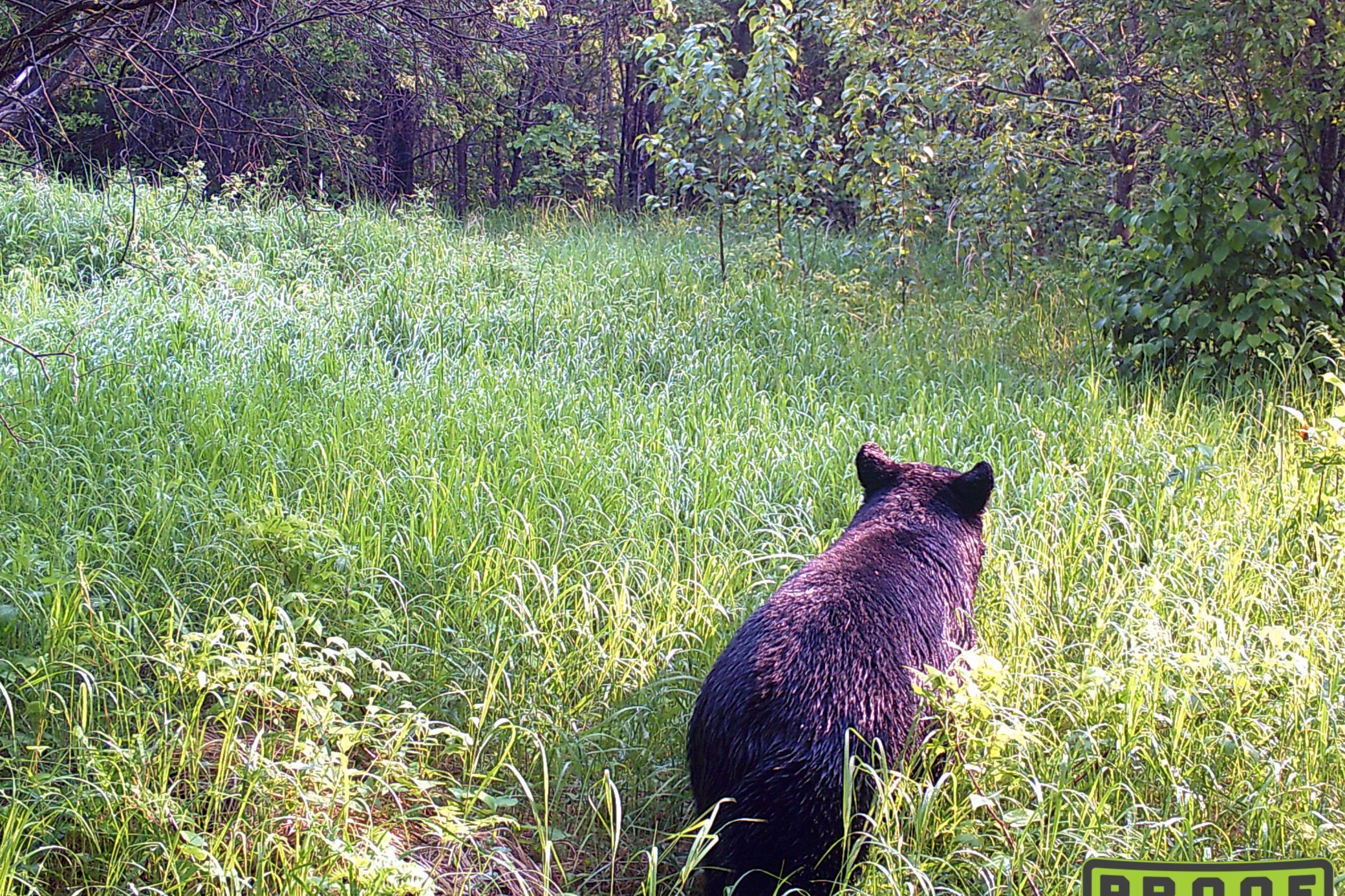 4268 Crane Lake Road Orr, MN 55771 - Photo 40 of 47