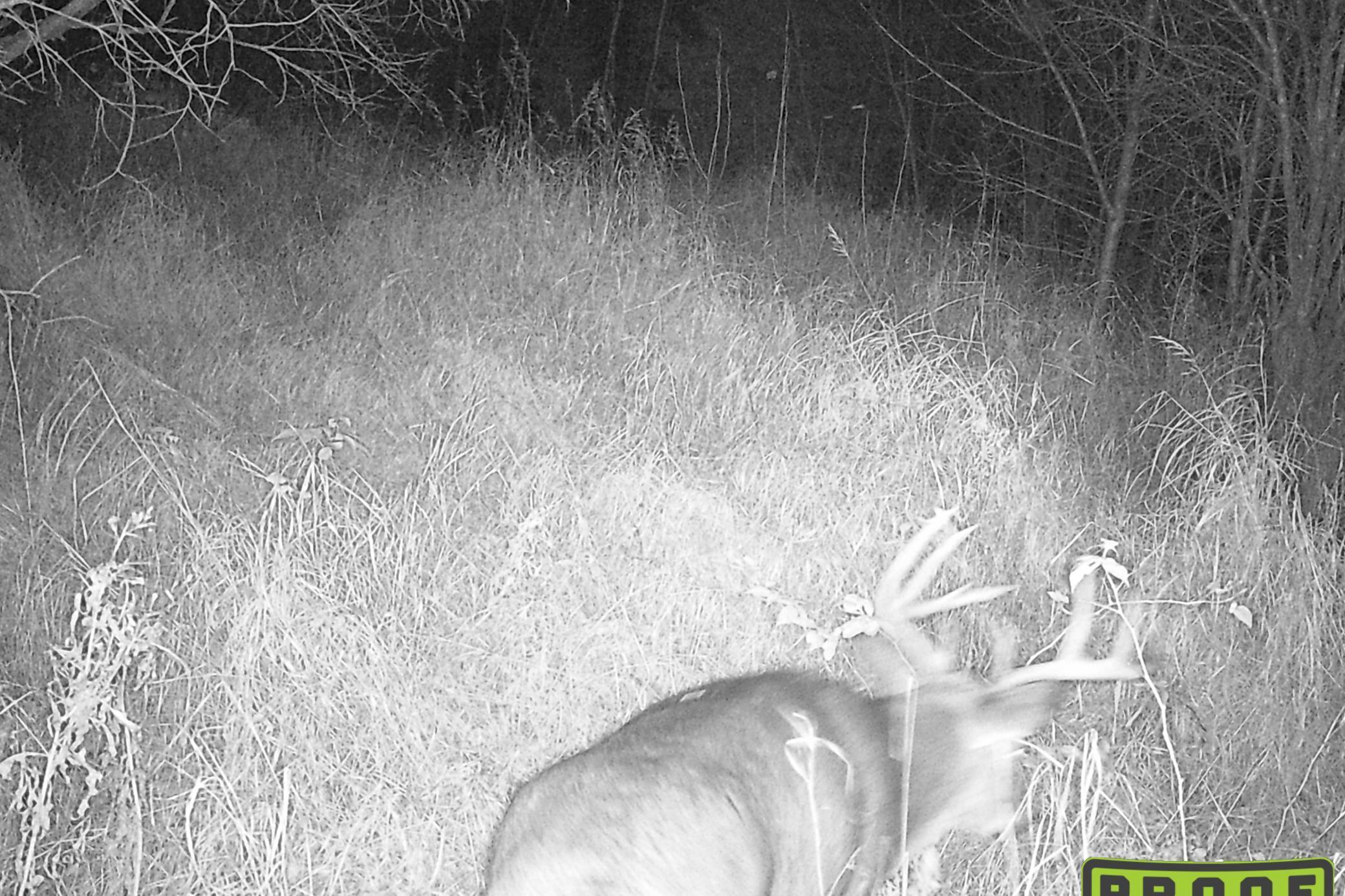 4268 Crane Lake Road Orr, MN 55771 - Photo 41 of 47