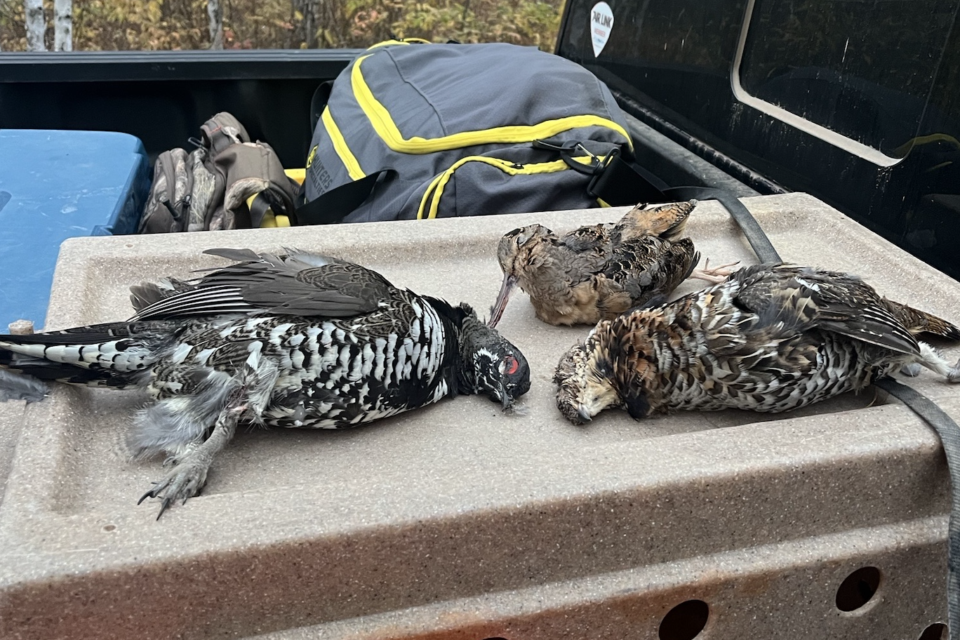 4268 Crane Lake Road Orr, MN 55771 - Photo 42 of 47